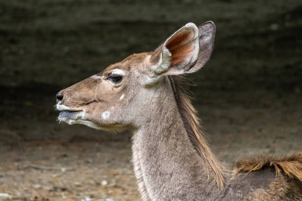 Lake Manyara National Park